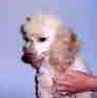 Toy Poodle puppies for sale