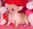 Chihuahua puppies