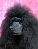 Standard Poodle puppies for sale