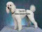 Standard Poodle puppies for sale