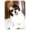 Shih Tzu puppies for sale