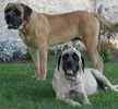 English Mastiff puppies for sale