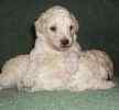 Toy Poodle puppies for sale