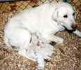 Labrador Retriever puppies for sale 