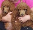 Standard Poodle puppies for sale