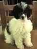 Toy Poodles puppies for sale