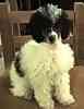 Toy Poodles puppies for sale