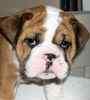 English Bulldog puppies for sale