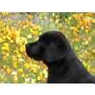 Labrador Retriever puppies for sale