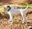 American Bulldog puppies for sale 
