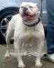 American Bulldog puppies for sale