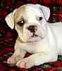 English Bulldog puppies