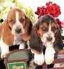 Basset Hound puppies for sale