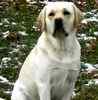 Labrador Retriever puppies for sale 