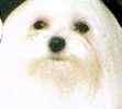 AKC Maltese dogs for sale