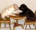 Labrador Retriever puppies for sale 