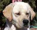 Labrador Retriever puppies for sale 