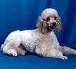 Toy Poodle puppies for sale