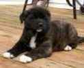 Akita puppies for sale