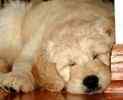 Goldendoodle puppies for sale 