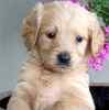 Goldendoodle puppies for sale