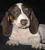 Miniature Dachshund puppies for sale