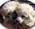 Toy Poodle puppies for sale