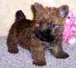 Lakeland Terrier puppies for sale 