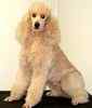 Poodle puppies for sale 