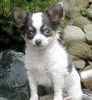 Chihuahua puppies for sale