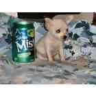 Chihuahua puppies