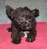 yorkiepoo puppies for sale