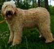 Goldendoodle puppies for sale