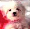 Bichon Frise puppies for sale 