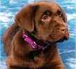 Labrador Retriever puppies for sale 