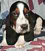 Basset Hound puppies