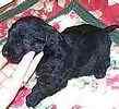 Toy Poodle puppies for sale
