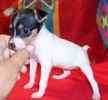 Toy Fox Terrier puppies for sale