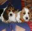 Basset Hound puppies for sale 