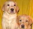 Labrador Retriever puppies for sale 