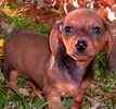 Dachshund puppies for sale