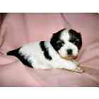Shih Tzu puppies for sale
