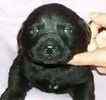 Labrador Retriever puppies for sale 
