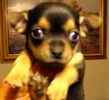 Chihuahua puppies for sale