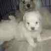 Maltese puppies