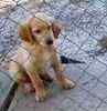 Toy Poodle puppies for sale