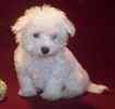 Classified ad for Maltese breeder