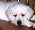 Labrador Retriever puppies for sale
