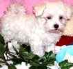 Maltese puppies