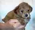 yorkiepoo puppies for sale